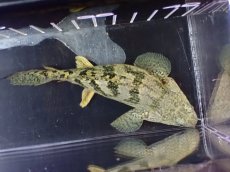 画像7: 【淡水魚】【通販】激レア No2 ショートボディ ロイヤルバンド デルヘジィ【個体販売】(±11cm)(大型魚)(生体)(熱帯魚)NKO (7)