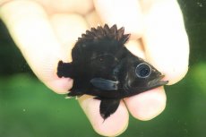画像1: 【淡水魚】【通販】超激レア ウルトラショートボディ ダトニオプラスワン ワイルド【個体販売】(±5cm)(大型魚)(生体)(熱帯魚)NKO (1)