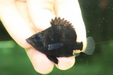画像2: 【淡水魚】【通販】超激レア ウルトラショートボディ ダトニオプラスワン ワイルド【個体販売】(±5cm)(大型魚)(生体)(熱帯魚)NKO (2)