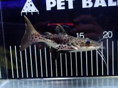 画像1: 【淡水魚】【通販】超激レア ウルトラショートボディ レッドテールタイガーシャベルノーズキャット【個体販売】(±15cm)(生体)(熱帯魚)NKO (1)