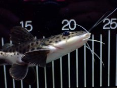画像2: 【淡水魚】【通販】超激レア ウルトラショートボディ レッドテールタイガーシャベルノーズキャット【個体販売】(±15cm)(生体)(熱帯魚)NKO (2)