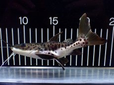 画像3: 【淡水魚】【通販】超激レア ウルトラショートボディ レッドテールタイガーシャベルノーズキャット【個体販売】(±15cm)(生体)(熱帯魚)NKO (3)