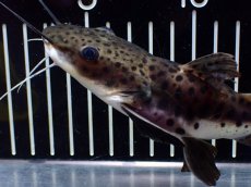 画像4: 【淡水魚】【通販】超激レア ウルトラショートボディ レッドテールタイガーシャベルノーズキャット【個体販売】(±15cm)(生体)(熱帯魚)NKO (4)