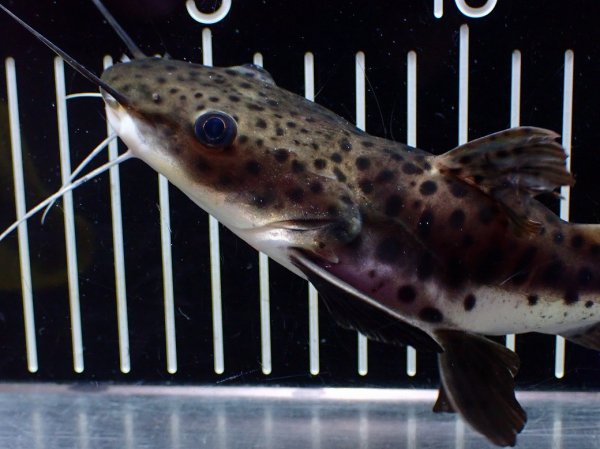 淡水魚】【通販】超激レア ウルトラショートボディ レッドテール