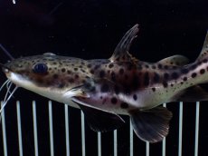 画像6: 【淡水魚】【通販】超激レア ウルトラショートボディ レッドテールタイガーシャベルノーズキャット【個体販売】(±15cm)(生体)(熱帯魚)NKO (6)