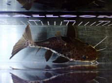 画像7: 【淡水魚】【通販】超激レア ウルトラショートボディ レッドテールタイガーシャベルノーズキャット【個体販売】(±15cm)(生体)(熱帯魚)NKO (7)
