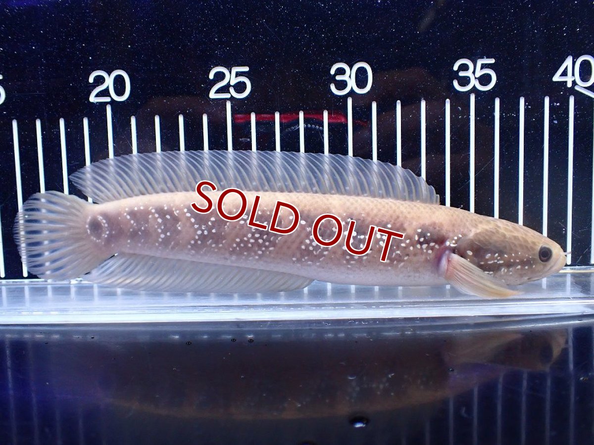 画像1: 【１５０００円均一特価】【淡水魚セール品】【淡水魚】【通販】激レア アルビノ スターダストダイヤモンドコウタイ【個体販売】(±22cm)(大型魚)(生体)(熱帯魚)NKO (1)