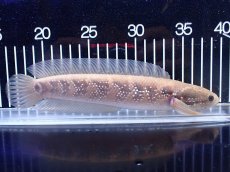 画像1: 【淡水魚】【通販】激レア アルビノ スターダストダイヤモンドコウタイ【個体販売】(±22cm)(大型魚)(生体)(熱帯魚)NKO (1)