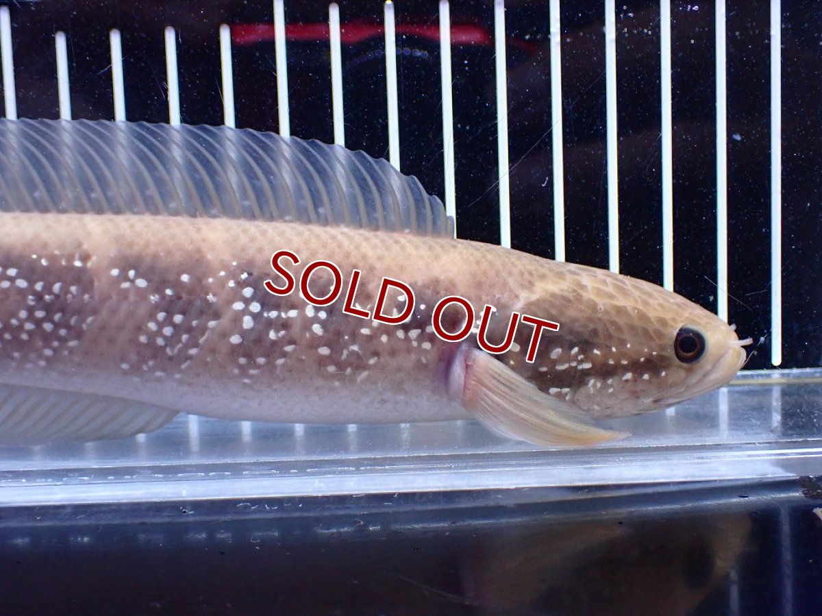 画像2: 【１５０００円均一特価】【淡水魚セール品】【淡水魚】【通販】激レア アルビノ スターダストダイヤモンドコウタイ【個体販売】(±22cm)(大型魚)(生体)(熱帯魚)NKO (2)