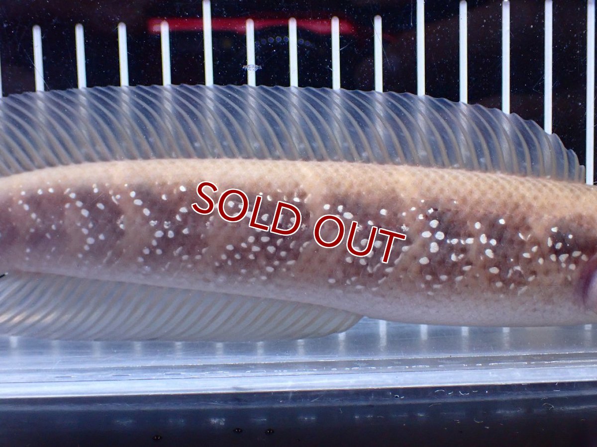 画像3: 【１５０００円均一特価】【淡水魚セール品】【淡水魚】【通販】激レア アルビノ スターダストダイヤモンドコウタイ【個体販売】(±22cm)(大型魚)(生体)(熱帯魚)NKO (3)
