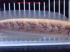 画像3: 【淡水魚】【通販】激レア アルビノ スターダストダイヤモンドコウタイ【個体販売】(±22cm)(大型魚)(生体)(熱帯魚)NKO (3)
