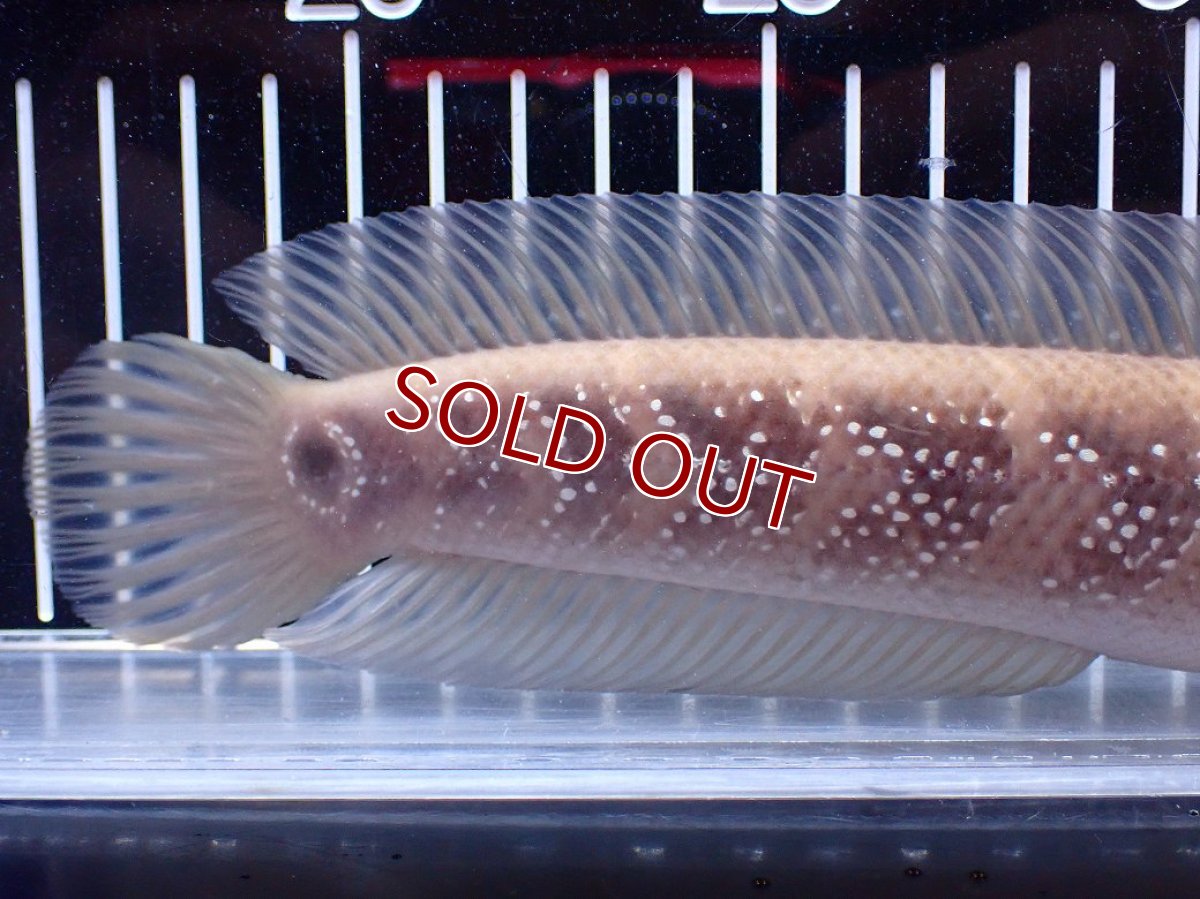 画像4: 【１５０００円均一特価】【淡水魚セール品】【淡水魚】【通販】激レア アルビノ スターダストダイヤモンドコウタイ【個体販売】(±22cm)(大型魚)(生体)(熱帯魚)NKO (4)