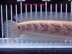 画像4: 【淡水魚】【通販】激レア アルビノ スターダストダイヤモンドコウタイ【個体販売】(±22cm)(大型魚)(生体)(熱帯魚)NKO (4)