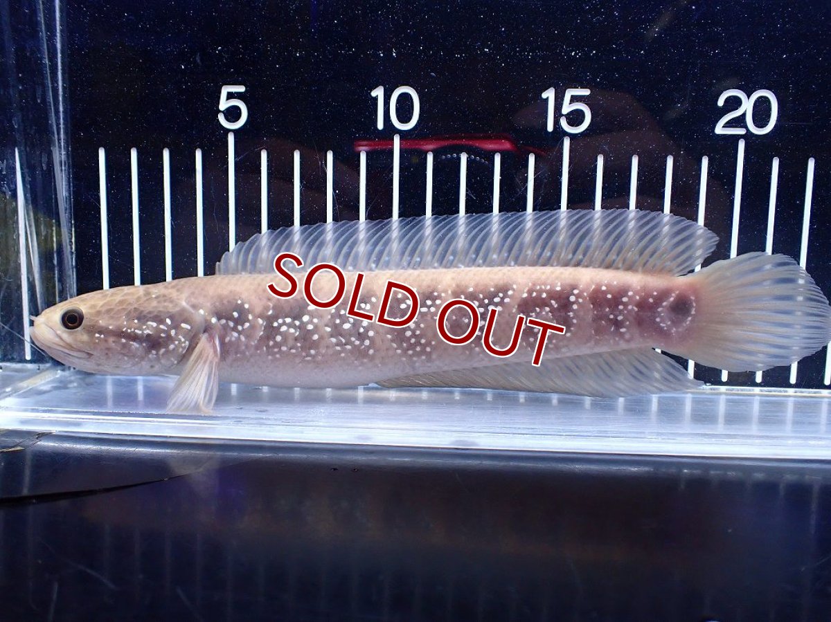 画像5: 【１５０００円均一特価】【淡水魚セール品】【淡水魚】【通販】激レア アルビノ スターダストダイヤモンドコウタイ【個体販売】(±22cm)(大型魚)(生体)(熱帯魚)NKO (5)