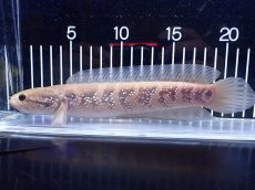 画像5: 【淡水魚】【通販】激レア アルビノ スターダストダイヤモンドコウタイ【個体販売】(±22cm)(大型魚)(生体)(熱帯魚)NKO (5)