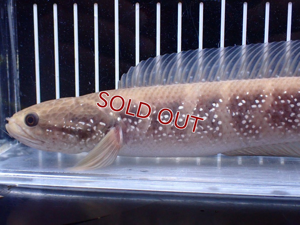 画像6: 【１５０００円均一特価】【淡水魚セール品】【淡水魚】【通販】激レア アルビノ スターダストダイヤモンドコウタイ【個体販売】(±22cm)(大型魚)(生体)(熱帯魚)NKO (6)