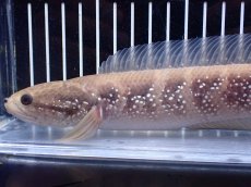 画像6: 【淡水魚】【通販】激レア アルビノ スターダストダイヤモンドコウタイ【個体販売】(±22cm)(大型魚)(生体)(熱帯魚)NKO (6)
