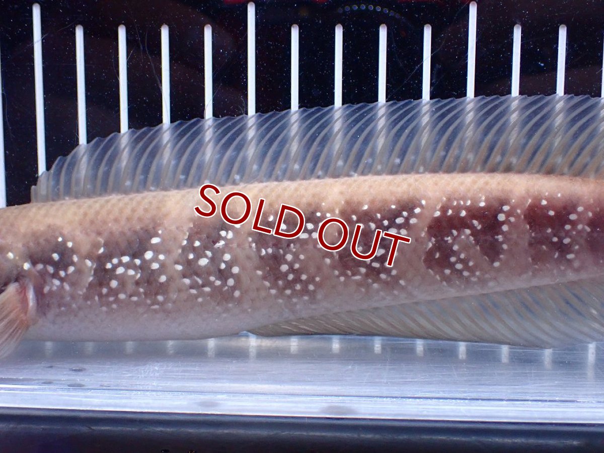 画像7: 【１５０００円均一特価】【淡水魚セール品】【淡水魚】【通販】激レア アルビノ スターダストダイヤモンドコウタイ【個体販売】(±22cm)(大型魚)(生体)(熱帯魚)NKO (7)