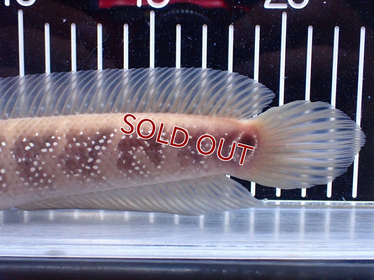 画像8: 【１５０００円均一特価】【淡水魚セール品】【淡水魚】【通販】激レア アルビノ スターダストダイヤモンドコウタイ【個体販売】(±22cm)(大型魚)(生体)(熱帯魚)NKO (8)