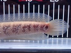 画像8: 【淡水魚】【通販】激レア アルビノ スターダストダイヤモンドコウタイ【個体販売】(±22cm)(大型魚)(生体)(熱帯魚)NKO (8)