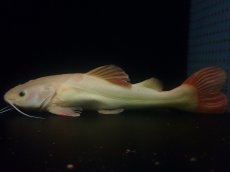 画像1: 【淡水魚】【通販】超爆安 No1 プラチナレッドテールキャット【個体販売】(±28cm)(大型魚)(生体)(熱帯魚)NKO (1)