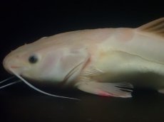 画像2: 【淡水魚】【通販】超爆安 No1 プラチナレッドテールキャット【個体販売】(±28cm)(大型魚)(生体)(熱帯魚)NKO (2)
