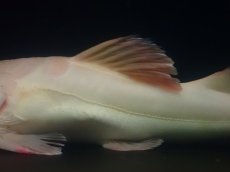 画像3: 【淡水魚】【通販】超爆安 No1 プラチナレッドテールキャット【個体販売】(±28cm)(大型魚)(生体)(熱帯魚)NKO (3)