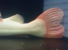 画像4: 【淡水魚】【通販】超爆安 No1 プラチナレッドテールキャット【個体販売】(±28cm)(大型魚)(生体)(熱帯魚)NKO (4)