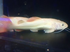 画像5: 【淡水魚】【通販】超爆安 No1 プラチナレッドテールキャット【個体販売】(±28cm)(大型魚)(生体)(熱帯魚)NKO (5)