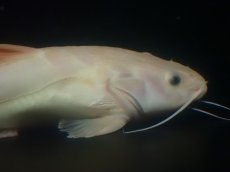画像6: 【淡水魚】【通販】超爆安 No1 プラチナレッドテールキャット【個体販売】(±28cm)(大型魚)(生体)(熱帯魚)NKO (6)