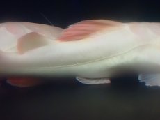画像7: 【淡水魚】【通販】超爆安 No1 プラチナレッドテールキャット【個体販売】(±28cm)(大型魚)(生体)(熱帯魚)NKO (7)