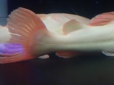 画像8: 【淡水魚】【通販】超爆安 No1 プラチナレッドテールキャット【個体販売】(±28cm)(大型魚)(生体)(熱帯魚)NKO (8)