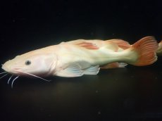 画像1: 【淡水魚】【通販】超爆安 No2 プラチナレッドテールキャット【個体販売】(±28cm)(大型魚)(生体)(熱帯魚)NKO (1)