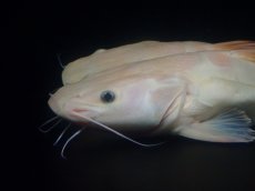画像2: 【淡水魚】【通販】超爆安 No2 プラチナレッドテールキャット【個体販売】(±28cm)(大型魚)(生体)(熱帯魚)NKO (2)