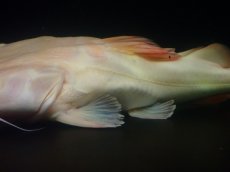 画像3: 【淡水魚】【通販】超爆安 No2 プラチナレッドテールキャット【個体販売】(±28cm)(大型魚)(生体)(熱帯魚)NKO (3)