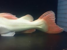 画像4: 【淡水魚】【通販】超爆安 No2 プラチナレッドテールキャット【個体販売】(±28cm)(大型魚)(生体)(熱帯魚)NKO (4)