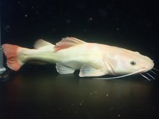 画像5: 【淡水魚】【通販】超爆安 No2 プラチナレッドテールキャット【個体販売】(±28cm)(大型魚)(生体)(熱帯魚)NKO (5)