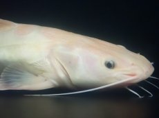 画像6: 【淡水魚】【通販】超爆安 No2 プラチナレッドテールキャット【個体販売】(±28cm)(大型魚)(生体)(熱帯魚)NKO (6)