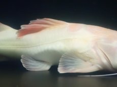 画像7: 【淡水魚】【通販】超爆安 No2 プラチナレッドテールキャット【個体販売】(±28cm)(大型魚)(生体)(熱帯魚)NKO (7)