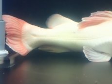 画像8: 【淡水魚】【通販】超爆安 No2 プラチナレッドテールキャット【個体販売】(±28cm)(大型魚)(生体)(熱帯魚)NKO (8)