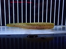 画像3: 【淡水魚】【通販】超激レア パターンレス ヤマウツボ【個体販売】(±20cm)(大型魚)(生体)(熱帯魚)NKO (3)