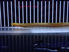画像5: 【淡水魚】【通販】超激レア パターンレス ヤマウツボ【個体販売】(±20cm)(大型魚)(生体)(熱帯魚)NKO (5)