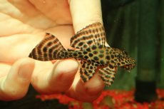 画像1: 【通販 淡水魚】激レア １匹のみ ショートボディ セルフィンプレコ【個体販売】(±7cm)(プレコ)(生体)(熱帯魚)NKP (1)