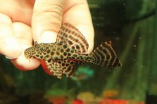 画像2: 【通販 淡水魚】激レア １匹のみ ショートボディ セルフィンプレコ【個体販売】(±7cm)(プレコ)(生体)(熱帯魚)NKP (2)