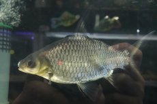 画像2: 【通販 淡水魚】爆安 激レア ショートボディ シルバーシャーク【個体販売】(±20cm)(大型魚)(生体)(熱帯魚)NKO (2)
