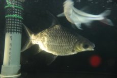 画像3: 【通販 淡水魚】爆安 激レア ショートボディ シルバーシャーク【個体販売】(±20cm)(大型魚)(生体)(熱帯魚)NKO (3)