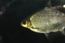 画像4: 【通販 淡水魚】爆安 激レア ショートボディ シルバーシャーク【個体販売】(±20cm)(大型魚)(生体)(熱帯魚)NKO (4)
