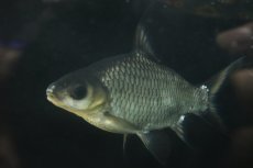 画像5: 【通販 淡水魚】爆安 激レア ショートボディ シルバーシャーク【個体販売】(±20cm)(大型魚)(生体)(熱帯魚)NKO (5)