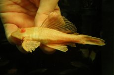 画像1: 【通販 淡水魚】大特価 レア種 No1 ショートボディ アルビノマーブルセルフィンプレコ【個体販売】(±13cm)(プレコ(生体)(熱帯魚)NKP (1)