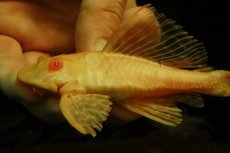 画像2: 【通販 淡水魚】大特価 レア種 No1 ショートボディ アルビノマーブルセルフィンプレコ【個体販売】(±13cm)(プレコ(生体)(熱帯魚)NKP (2)